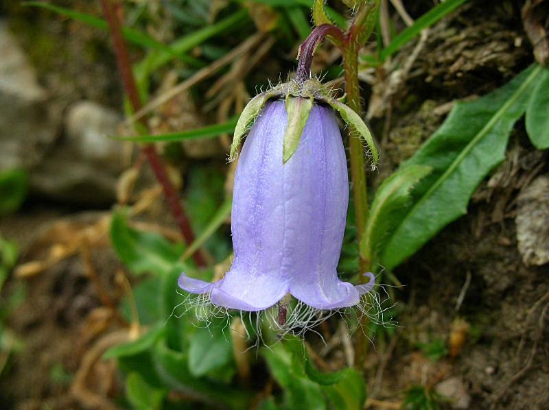 Campanula barbata / Campanula pelosa